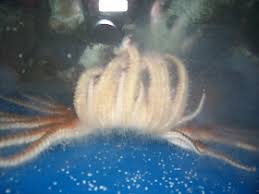 The Echinoblog: Curious postures in Pycnopodia helianthoides!! Are these related to Starfish Wasting Disease?