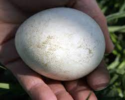 How big are the eggs? Endangered Species Esa Success Story