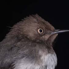 Image result for Gonatopus petiolulatus