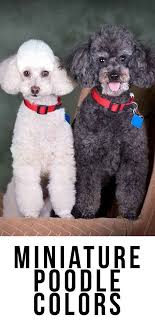 Most will agree they are quite sophisticated and elegant. Black Miniature Poodle Miniature Poodle Miniature Poodle Black Poodle Haircut