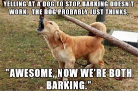 So how do you stop a dog from barking? The Nifty Trick That Stopped My Dogs Alert Barking Puppy Leaks