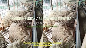 Jual Kurban Kambing Di Purwokerto Lor Purwokerto Timur 0821 3543 9895 Kambing Hewan