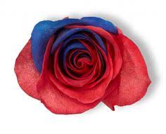 Ftd coupons and deals including: 23 Star Spangled Flowers Ideas Flowers 4th Of July America Birthday