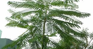 Image result for Schizolobium parahyba