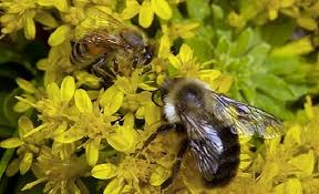 When a bee or wasp stings you, the lancets become embedded in your skin. Bumble Bees Vs Honey Bees 6 Differences That May Surprise You