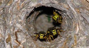 Natural Yellowjacket Control Part 2 Northwest Center For Alternatives To Pesticides