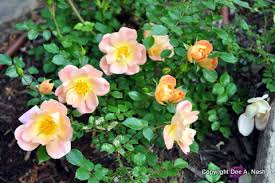 This area is one of the larger states, with many miles of land. Ten Easy Flowers To Grow In Oklahoma Red Dirt Ramblings