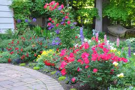 Knockout roses started becoming popular around 2000 and they were the best selling landscaping plant that year in the entire country! Landscaping Ideas With Knockout Roses Landscaping