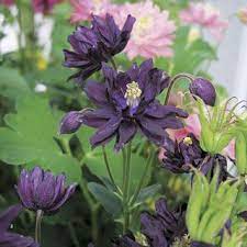 Pin On Flowers
