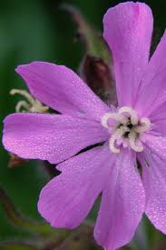 Image result for Silene abyssinica