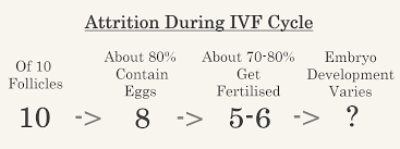 Ivf Treatment Process Fertility Solutions