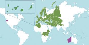 Image result for Crambe kilimandscharica