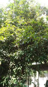 Image result for Manilkara obovata