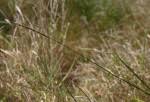 Image result for Setaria incrassata