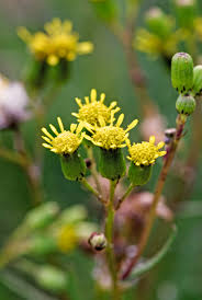 Image result for Senecio mariettae