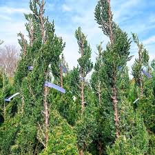 Image result for spiral cut juniper trees