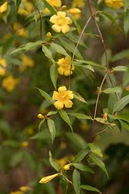 Image result for Gelsemiaceae