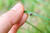 Maybe you would like to learn more about one of these? Se Debarrasser Des Nuisibles Fourmis Puces Souris Mouches Cote Maison