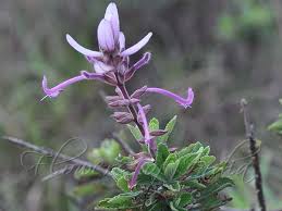 Image result for Syncolostemon