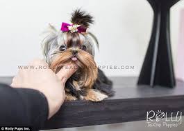 For teacup puppies of all breeds, the concerns are the same: Instagram Account Shows Off Tiny 8000 Teacup Puppies Daily Mail Online