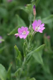 Image result for Epilobium hirsutum