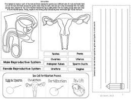 Reproductive System Reading Comprehension By Smith Science And Lit Teachers Pay Teachers Reading Comprehension Reproductive System Interactive Notebooks