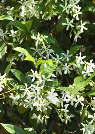 Maybe you would like to learn more about one of these? Plant Of The Week Star Jasmine Neil Sperry S Gardens