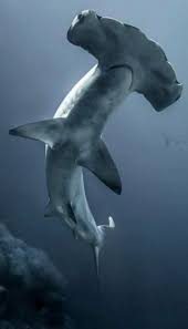 Cekic Kafali Kopek Baligi Shark Hammerhead Shark Water Animals