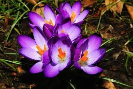 Im sommer ist es warm oder heiß. 20 Beliebte Garten Blumen Fur Fruhling Sommer Herbst Winter