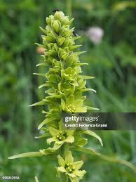 Image result for Ornithoglossum viride