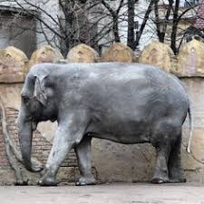 Beobachten Und Analysieren Affchen Zoo Unser Zoo Leipzig Pinterest Leipzig Reiseziele Und Stadt