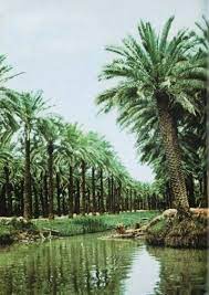 نخيل ابي الخصيب Photo Water Views Iraq