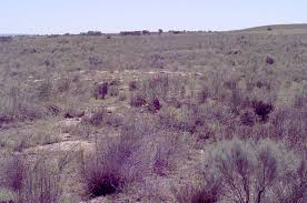 Image result for Sesbania macowaniana