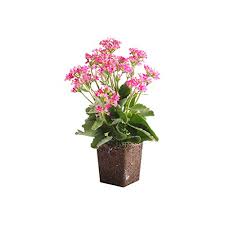 Run your cursor over images to reveal the names of the succulent plants. Plants By Post Quart 4in Kalanchoe Blossfeldiana Flowering Succulent Plant 4 Pink Buy Online In Angola At Angola Desertcart Com Productid 102542758