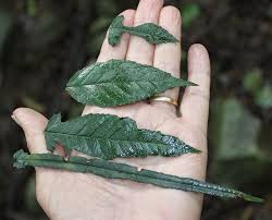 Image result for Streblus