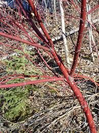 Image result for Sericorema sericea