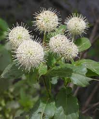 Image result for Cephalanthus