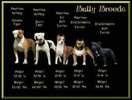 English Bulldog Bully Breeds Chart Pitbull Terrier