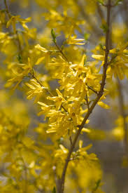 Flowering cherries and crabapples started showing thier gorgeous blossoms as early as march and lasted about mid to late april. Forsythia Bushes Tips For The Care Of Forsythia