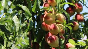 Spray Now To Be Sure To Have Peaches This Summer