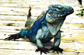 Cayman Blue Iguana Iguana Iguana Pet Cute Reptiles