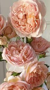 Maybe you would like to learn more about one of these? Cheap Flowers In 2021 Cheap Flowers Flowers Flowers Bouquet