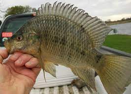 Environmental managers, including aquatic weed managers, have learned much from the past, and are determined to conduct their work in appropriate ways using compounds that. Biological Control Of Aquatic Weeds Home Garden Information Center