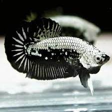 Maybe you would like to learn more about one of these? Ikan Cupang Hias Plakat Jantan Black Samurai Mamba Super Hitam Pekat Startail Shopee Indonesia