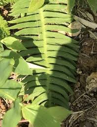 シシガシラ 植物図鑑 エバーグリーン