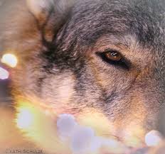Hades In The Light Kathleen Schulze Flickr