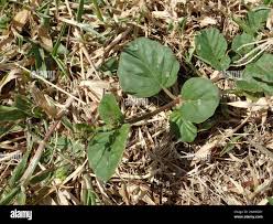 Image result for Boerhavia coccinea
