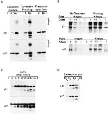Check spelling or type a new query. Lovastatin Mediated G1 Arrest Is Through Inhibition Of The Proteasome Independent Of Hydroxymethyl Glutaryl Coa Reductase Pnas