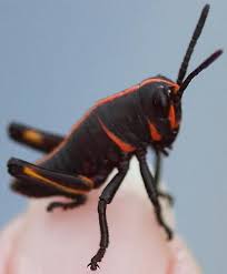 After this you probably want to put it with. Eastern Lubber Grasshopper Romalea Microptera Bugguide Net Weird Insects Bugs And Insects Spider Species