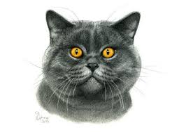 British Shorthair Cat Portrait G120 By Svetlana Ledneva Schukina British Shorthair Cat Portrait G120 By Svetlana Ledn Cat Art Cat Portraits Simple Cat Drawing